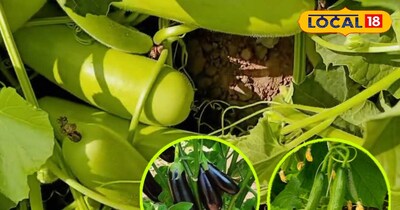 ये पांच सब्जियां गर्मियों में अच्छा मुनाफा देंगी.