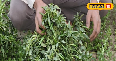 हरे मिर्च का पौधा