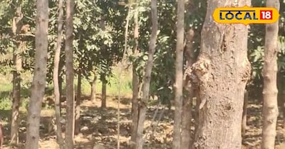 सागवान के पेड़