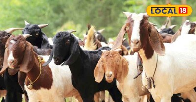 Goat Farming: Meat or Milk? Choose the Right Breed for Profit