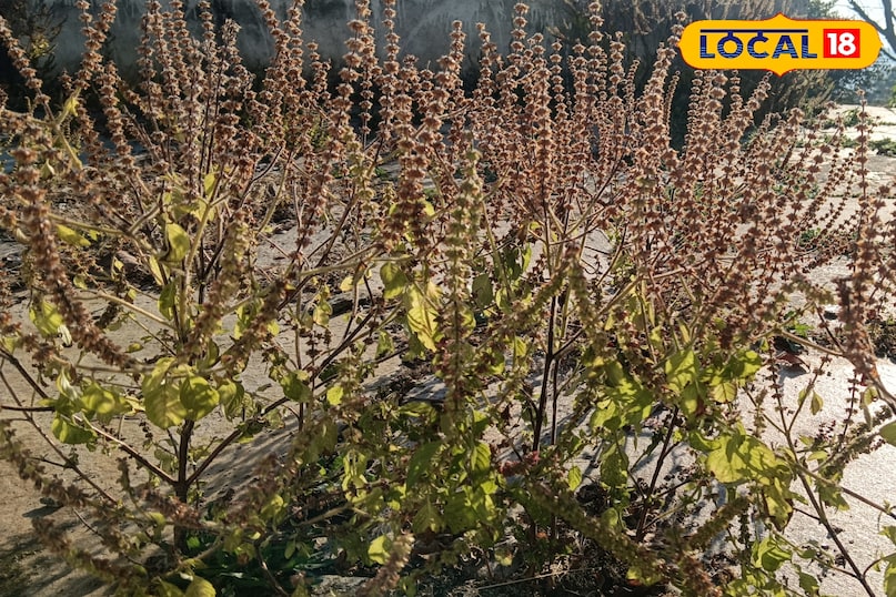 ঔষধি উপকারিতায় পরিপূর্ণ পবিত্র তুলসী