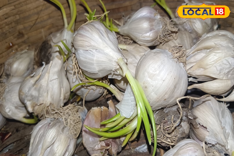 রসুনের প্রাকৃতিক অ্যান্টিবায়োটিক