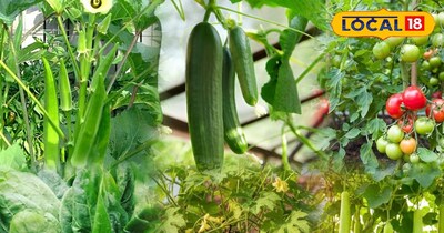 मार्च में लगाएं ये 6 सब्जियां, गर्मियों में पाएं ताज़ी फसल...