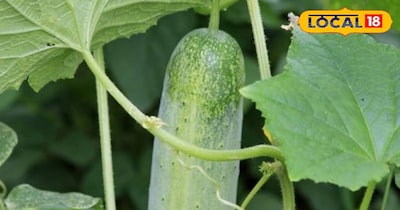 खीरा सब्जी।