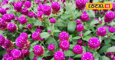 गार्डन टिप्स 