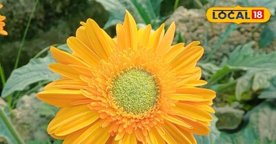 गर्मी में घर रहेगा ठंडा और हरा-भरा, बस अभी लगा लें ये शानदार पौधे