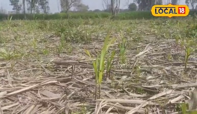 गन्ने की फसल।