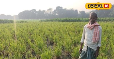 Saharsa Farmers Thrive: Lemon Grass Cultivation Boosts Income, Shifts from Traditional Crops