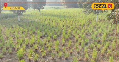 बिहार के किसान पारंपरिक खेती छोड़ औषधीय फसल से कमा रहे लाखों रुपये.