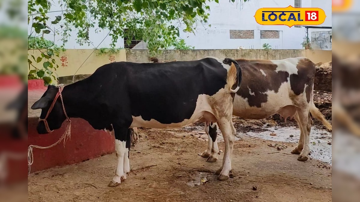 ये गाय देती हैं सबसे ज्यादा दूध, डेयरी फार्मिंग के लिए सबसे बेस्ट, नुकसान नहीं फायदा ही फायदा