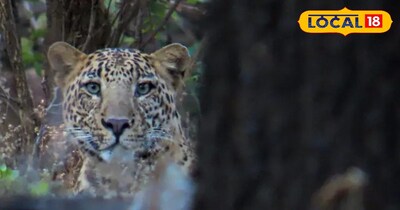 Leopard Menace Rises in Valmiki Tiger Reserve, Villagers Fear 'Ghost of the Jungle'