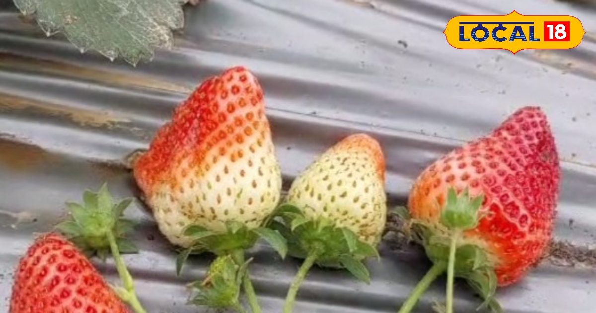 WhatsApp पर बिक रही है स्ट्रॉबेरी! भागलपुर के गुंजेश ने खेती को बनाया हाईटेक, मुनाफे का ये मॉडल कर देगा हैरान