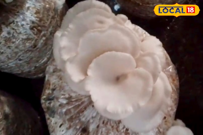 उन्होंने कहा कि पारंपरिक खेती के साथ मशरूम उत्पादन जोड़कर किसान अपनी आय दोगुनी कर सकते हैं. कम लागत, कम समय और बेहतर बाजार के कारण ओएस्टर मशरूम खेती युवाओं और महिलाओं के लिए भी रोजगार का अच्छा माध्यम बन रही है. सही प्रशिक्षण और बाजार संपर्क से यह व्यवसाय स्थायी आय का मजबूत स्रोत बन सकता है. उन्होंने कहा कि पारंपरिक खेती के साथ मशरूम उत्पादन जोड़कर किसान अपनी आय दोगुनी कर सकते हैं. कम लागत, कम समय और बेहतर बाजार के कारण ओएस्टर मशरूम खेती युवाओं और महिलाओं के लिए भी रोजगार का अच्छा माध्यम बन रही है. सही प्रशिक्षण और बाजार संपर्क से यह व्यवसाय स्थायी आय का मजबूत स्रोत बन सकता है.