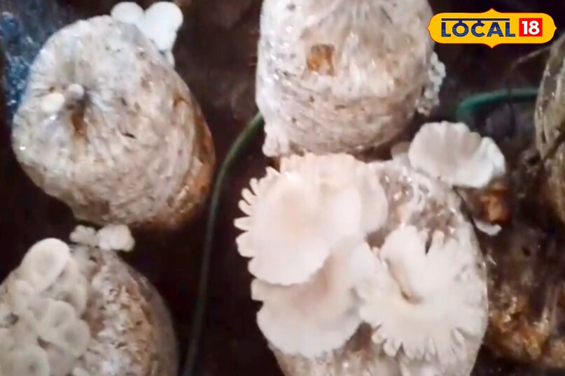 उन्होंने कहा कि मशरूम की खेती में साफ-सफाई और नमी का विशेष ध्यान रखना पड़ता है. कमरे का तापमान 20 से 30 डिग्री के बीच होना चाहिए. सीधी धूप से बचाव और नियमित पानी का छिड़काव आवश्यक है. थोड़ी सी लापरवाही से फफूंदी लग सकती है, इसलिए स्वच्छ वातावरण बनाए रखना बेहद जरूरी है. उन्होंने कहा कि मशरूम की खेती में साफ-सफाई और नमी का विशेष ध्यान रखना पड़ता है. कमरे का तापमान 20 से 30 डिग्री के बीच होना चाहिए. सीधी धूप से बचाव और नियमित पानी का छिड़काव आवश्यक है. थोड़ी सी लापरवाही से फफूंदी लग सकती है, इसलिए स्वच्छ वातावरण बनाए रखना बेहद जरूरी है.