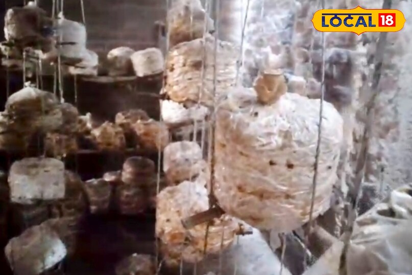 उन्होंने कहा कि मशरूम की एक फसल लगभग 30 से 45 दिनों में तैयार हो जाती है. यदि 100 बैग लगाए जाएं और औसतन 200 किलो उत्पादन मिले, तो बिक्री से 30 से 40 हजार रुपए तक की आमदनी हो सकती है. बेहतर बाजार मिलने पर यह कमाई 50 हजार रुपए तक पहुंच सकती है. लागत घटाने के बाद भी मुनाफा अच्छा रहता है. उन्होंने कहा कि मशरूम की एक फसल लगभग 30 से 45 दिनों में तैयार हो जाती है. यदि 100 बैग लगाए जाएं और औसतन 200 किलो उत्पादन मिले, तो बिक्री से 30 से 40 हजार रुपए तक की आमदनी हो सकती है. बेहतर बाजार मिलने पर यह कमाई 50 हजार रुपए तक पहुंच सकती है. लागत घटाने के बाद भी मुनाफा अच्छा रहता है.