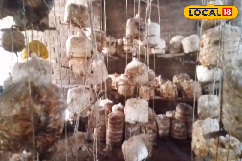 आगे कहा कि एक बैग से औसतन 2 से 3 किलो तक मशरूम उत्पादन होता है. यदि किसान एक कमरे में 100 बैग लगाते हैं, तो करीब 200 से 250 किलो यानी 2 से 2.5 क्विंटल तक उत्पादन संभव है. स्थानीय बाजार में 120 से 200 रुपए प्रति किलो तक कीमत मिल जाती है, जिससे कुल आय काफी आकर्षक बन जाती है. आगे कहा कि एक बैग से औसतन 2 से 3 किलो तक मशरूम उत्पादन होता है. यदि किसान एक कमरे में 100 बैग लगाते हैं, तो करीब 200 से 250 किलो यानी 2 से 2.5 क्विंटल तक उत्पादन संभव है. स्थानीय बाजार में 120 से 200 रुपए प्रति किलो तक कीमत मिल जाती है, जिससे कुल आय काफी आकर्षक बन जाती है.