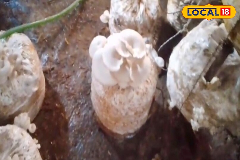 ओएस्टर मशरूम का एक बैग तैयार करने में लगभग 60 से 70 रुपए तक खर्च आता है. इसमें भूसा, बीज (स्पॉन) और पॉलीबैग की जरूरत होती है. भूसे को उबालकर या भाप देकर कीटाणुरहित किया जाता है, फिर उसमें मशरूम का बीज मिलाकर बैग में भर दिया जाता है. 8 से 10 दिनों में बैग से मशरूम निकलना शुरू हो जाता है. ओएस्टर मशरूम का एक बैग तैयार करने में लगभग 60 से 70 रुपए तक खर्च आता है. इसमें भूसा, बीज (स्पॉन) और पॉलीबैग की जरूरत होती है. भूसे को उबालकर या भाप देकर कीटाणुरहित किया जाता है, फिर उसमें मशरूम का बीज मिलाकर बैग में भर दिया जाता है. 8 से 10 दिनों में बैग से मशरूम निकलना शुरू हो जाता है.