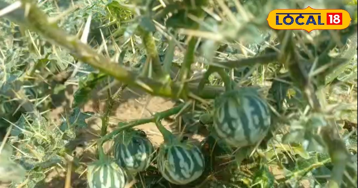 खरपतवार नहीं, ये तो है चमत्कार! ‘जंगली भट्टा’ से दूर करें खांसी-दमा, डायबिटीज जैसे जकड़े रोग