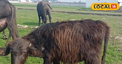 गर्मियों में पशुओं की देखभाल 