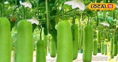 लौकी की खेती 