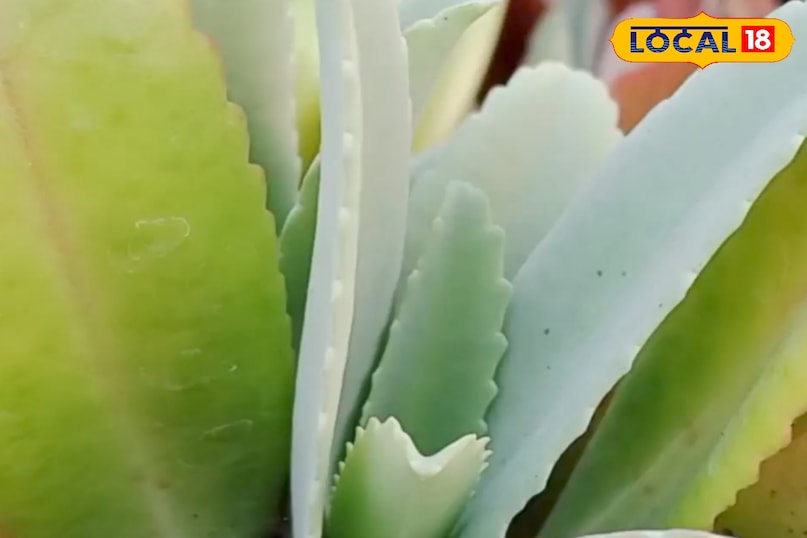 কিডনি পাথর