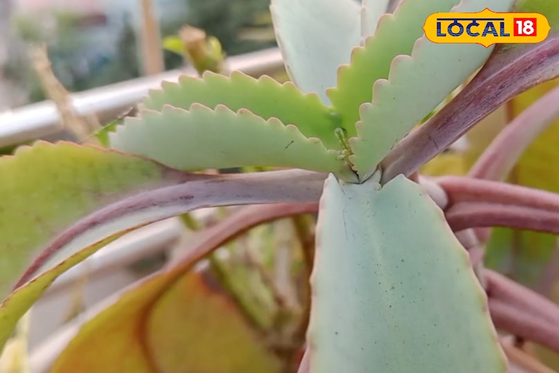 পেটের জন্য বর