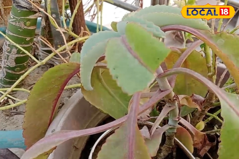 ক্ষত এবং ফোলা