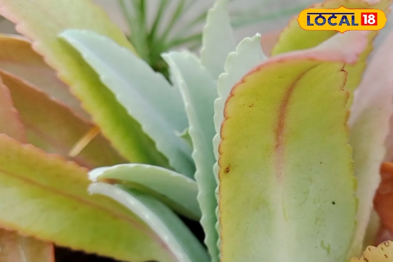 কানে ব্যথা