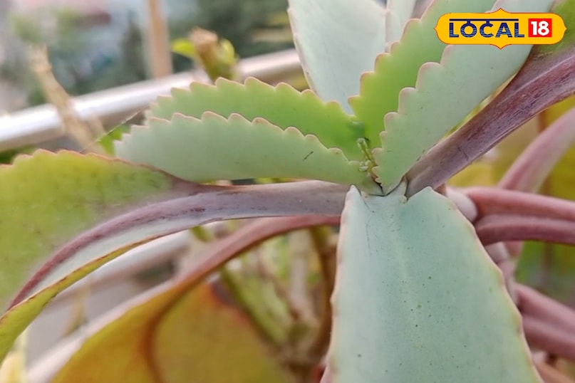 খাওয়ার সঠিক উপায়