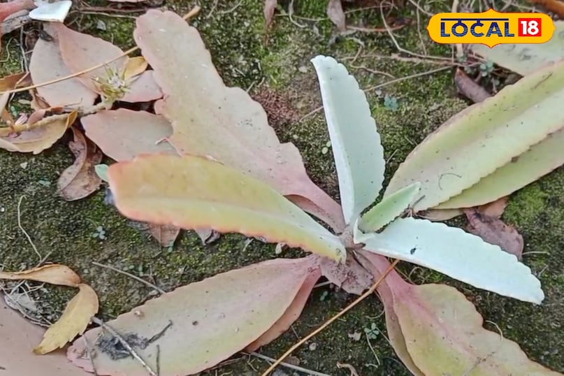 ইউটিআই এবং জ্বালা