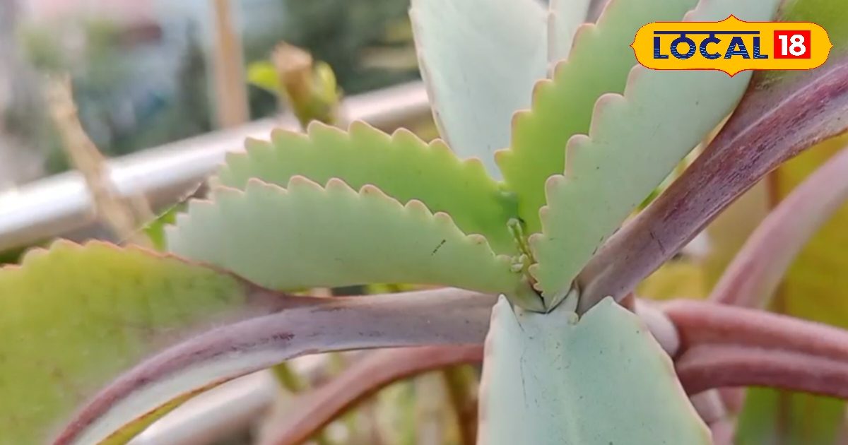 एक पत्ता और कई इलाज? पथरी, सूजन, UTI पर असरदार माना जाता है ये पौधा