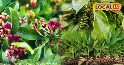 किचन गार्डन 