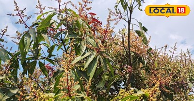 आम कि फसल