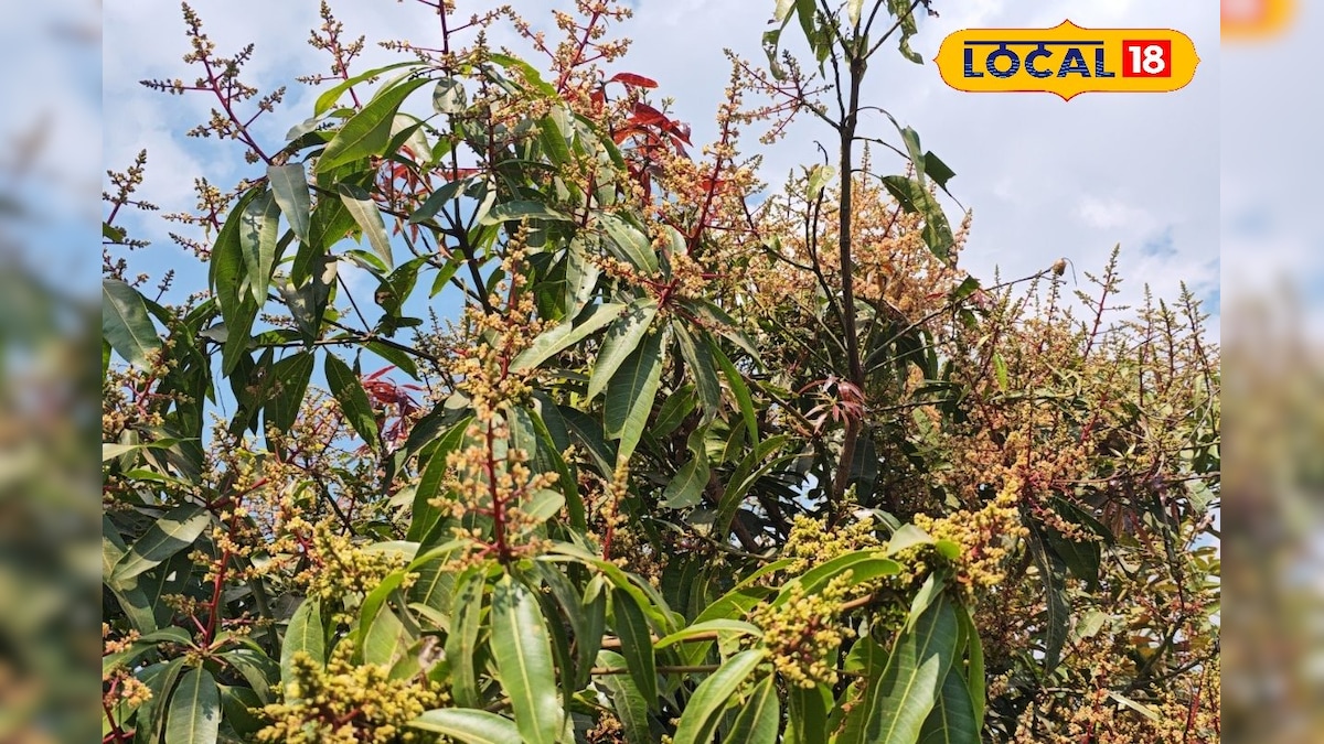 दशहरी और तोतापुरी में लगने लगे फल, एक्सपर्ट की चेतावनी, अभी से करें कीट-रोग प्रबंधन