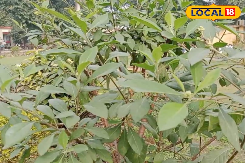 সতর্কতাও জরুরি 