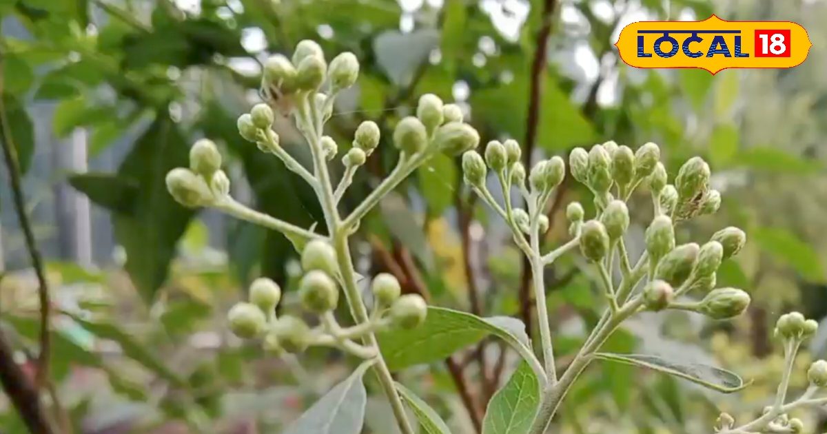 डायबिटीज वालों के लिए संजीवनी? जानिए क्यों कहा जाता है इसे मीठे का दुश्मन