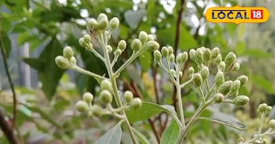 गुड़मार के अनेक फायदे