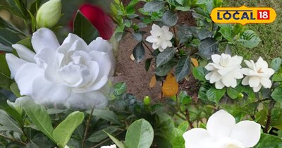 गंधराज प्लांट