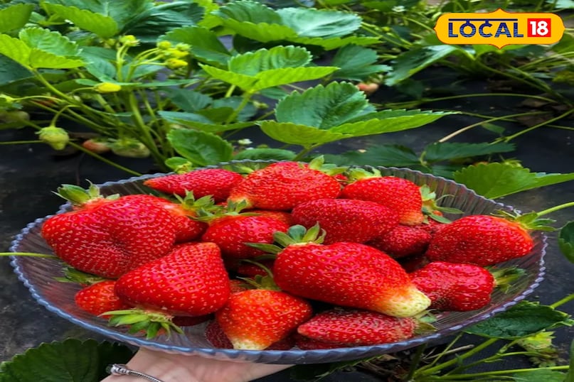 চুল পড়ার সমস্যায় ভুগছেন তাদের জন্য স্ট্রবেরি আশীর্বাদের চেয়ে কম নয়। এতে উপস্থিত ভিটামিন সি চুলের গোড়া মজবুত করে লম্বা ও চকচকে করে। নারকেল বা অলিভ অয়েলের সাথে স্ট্রবেরি পেস্ট মিশিয়ে হেয়ার মাস্ক হিসেবে ব্যবহার করলে মাথার ত্বকে পুষ্টি যোগায়। চুলের স্বাভাবিক সৌন্দর্য ফিরিয়ে আনতে এই ঘরোয়া প্রতিকার অত্যন্ত কার্যকর। চুল পড়ার সমস্যায় ভুগছেন তাদের জন্য স্ট্রবেরি আশীর্বাদের চেয়ে কম নয়। এতে উপস্থিত ভিটামিন সি চুলের গোড়া মজবুত করে লম্বা ও চকচকে করে। নারকেল বা অলিভ অয়েলের সাথে স্ট্রবেরি পেস্ট মিশিয়ে হেয়ার মাস্ক হিসেবে ব্যবহার করলে মাথার ত্বকে পুষ্টি যোগায়। চুলের স্বাভাবিক সৌন্দর্য ফিরিয়ে আনতে এই ঘরোয়া প্রতিকার অত্যন্ত কার্যকর।