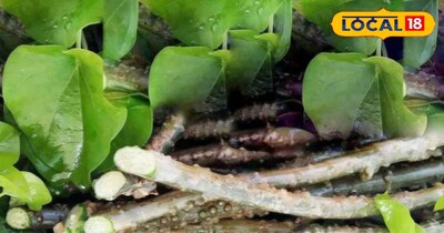 सेहत और इम्यूनिटी का प्राकृतिक साथी है गिलोय