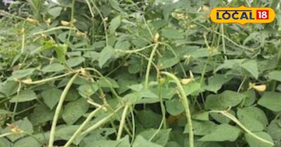 ऐसे करें लीबिया की खेती मिलेगा मुनाफा।