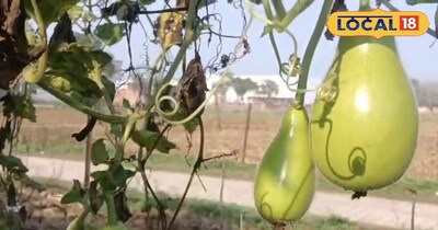 मटका विधि से लौकी की खेती 