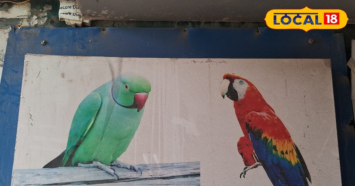 आगरा में तोते हो रहे विलुप्त, बढ़ते प्रदूषण और पेड़ कटने से घटती जा रही पक्षियों की संख्या!