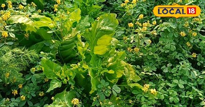 जहरीली खेती को कहें अलविदा: IPM तकनीक से कीटों पर करें नियंत्रण