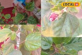 गुड़हल के आसपास भी नहीं फटकेंगे सफेद कीड़े, पत्तियों को पिला दें ये जादुई घोल!