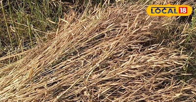 Boost Mustard Profits: Proper Storage Ensures Higher Prices Post-Harvest