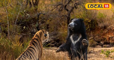 जानवरों को ले सकेंगे गोद, कोटा के अभेड़ा बायोलॉजिकल पार्क से हुई शुरूआत<br><br><