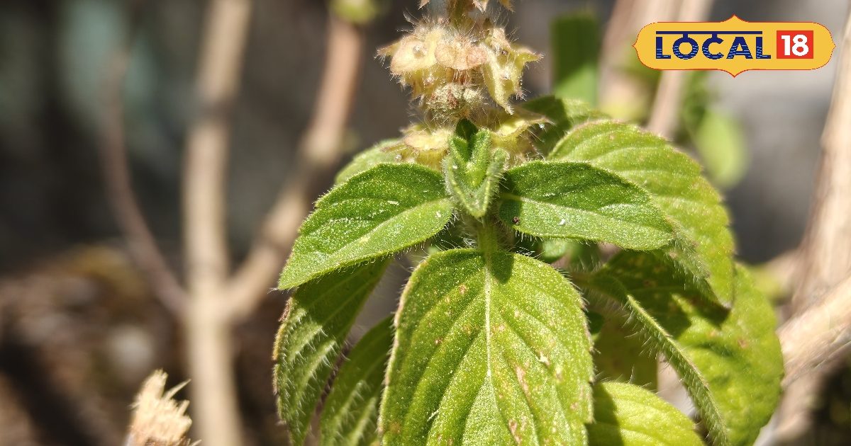 घर की चौखट पर बैठी लक्ष्मी: तुलसी के 1 पत्ते से बदल सकती है किस्मत! जानिए कैसे? घर की चौखट पर बैठी लक्ष्मी: तुलसी के 1 पत्ते से बदल सकती है किस्मत! जानिए कैसे?