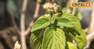 तुलसी के पौधे के कई चमत्कारी फायदे हैं