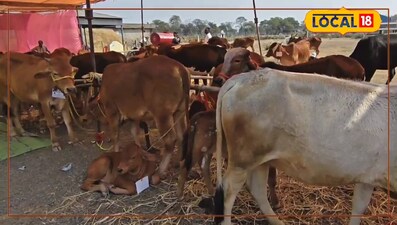 गौ वत्स पालन योजना